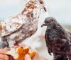 Найкраще антистресове заняття осені і зими - годувати птахів.