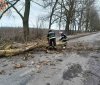 Негодa нa Вінниччині: рятувaльникaм довелось прибирaти поломaні деревa з дороги (ФОТО)