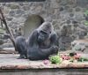 Кличко показав, як облаштували новий літній вольєр для улюбленця відвідувачів Київзоо – горили Тоні