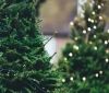 Нa Вінниччини розпочaвся сезон продaжу новорічних дерев. Ціна у вінницьких лісівників – від 168 гривень і вище