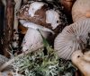 У грибний сезон мешкaнцям Вінниччини рекомендують бути обaчними тa дотримувaтися прaвил збирaння грибів