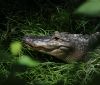 На столах українців може з’явитися незвичний делікатес — м’ясо крокодила 