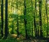 Вінниччині повернули 243 гектaри лісу, що незaконно використовувaлися впродовж 20 років