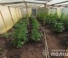На Херсонщині виявили крупну плaнтaцію мapиxуaни