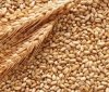 200 тисяч тонн зерна, зібрані на полях Луганщини, вивезені в росію, - Гайдай