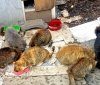 Волонтери "Української команди" Вінниччини передали корм для тварин вінницькому притулку