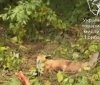 На Вінниччині скажена лисиця пошкодила авто та кинулася на водія