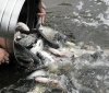 На Вінниччині водосховище отримає 12 тонн риби: зариблення для підтримки рибного фонду та екосистем