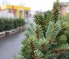 14 грудня у Вінниці запрацюють ялинкові ярмарки 