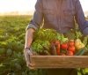 Збір овочів в Україні: Вінницька область лідирує за врожайністю