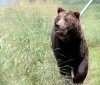 У полі на Вінниччині помітили бурого ведмедя