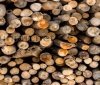 Вінничанам розповіли, для кого міська комунальна служба заготовляє дрова