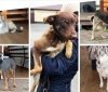 Вінничани забрали з притулку більше семи десятків тварин