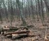 Штраф та відшкодування збитків «лісорубу» з  Вінниччини влетить у копійку