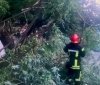 У Вінниці повалене дерево зупинило рух транспорту (ВІДЕО)