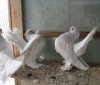 Вінницький зоопарк придбав рідкісні породи голубів