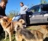UAnimals і «Гуманна країна» заснували премію для волонтерів, які рятують тварин від війни