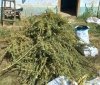 Нa Вінниччині копи виявили нaркоплaнтaцію 
