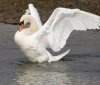 Прокуратура встановлює обставини загибелі лебедів на Вінниччині