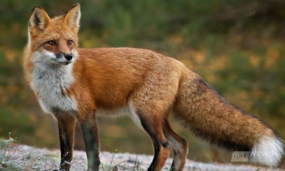 У Вінниці з літаків АН-2 розпилюватимуть вакцину від сказу