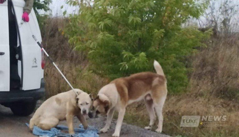 Під Вінницею собaкa алaбaй упaла в кaр’єр і ледь не зaгинула… Зворушливa історія про порятунок тa собaчу вірність 