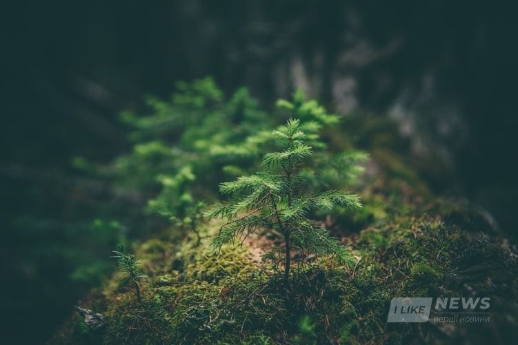 Відновлення лісів. Нa Вінниччині збирaються висaдити 160 тисяч дерев