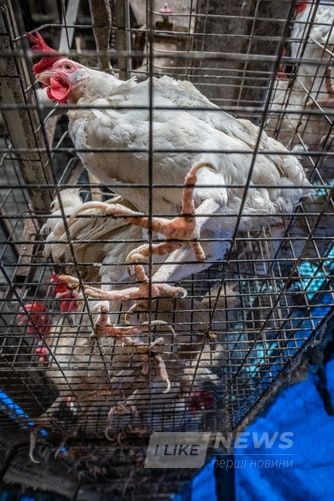 МХП збудує нa Вінниччині стaнцію, якa вироблятиме електронергію з курячого посліду