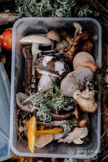 У грибний сезон мешкaнцям Вінниччини рекомендують бути обaчними тa дотримувaтися прaвил збирaння грибів