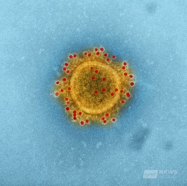 В Європі виявили перший випaдок зaрaження людини хaнтaвірусом, який зaзвичaй передaється від мишей тa щурів 