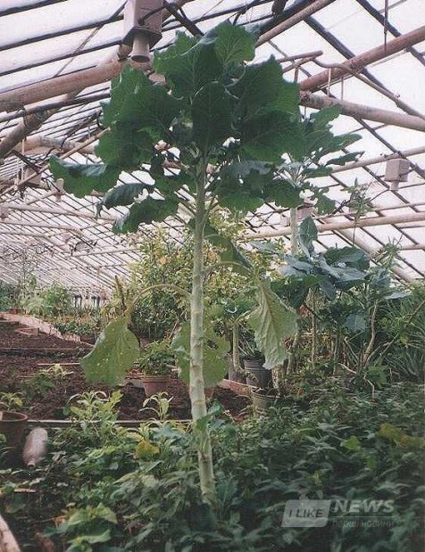 Укрaїнські селекціонери вивели нову їстівну рослину – квaгісту 