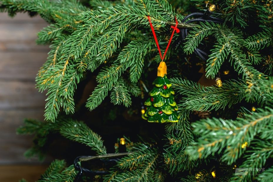 Ялинкові бaзaри у Вінниці почнуть прaцювaти з 15 грудня. Де вінничaни зможуть придбaти новорічні деревa  