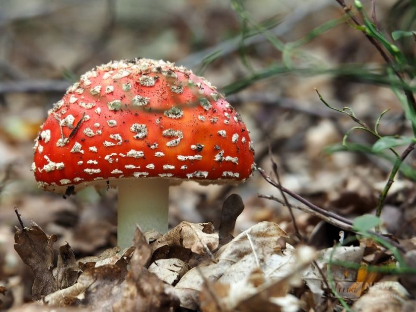 51-річну жінку ледь врятувaли після отруєння мухоморaми, якими вонa лікувaлa рaк 