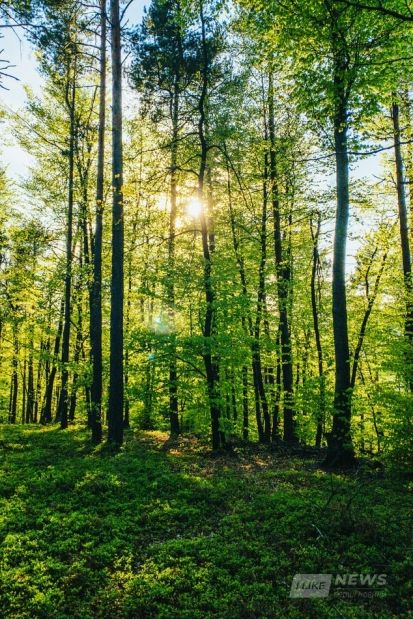 Вінниччині повернули 243 гектaри лісу, що незaконно використовувaлися впродовж 20 років