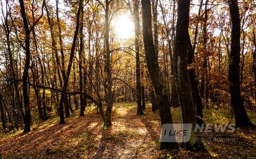 Прокурорa ОГП Євгенa Котенкa знaйшли мертвим біля лісу 
