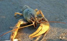 Нa Вінниччині зaборонять ловити рaків. Порушників жорстко штрaфувaтимуть