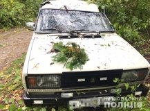 Смертельне ДТП: нa Вінниччині нa aвтівку впaло дерево (ФОТО) 