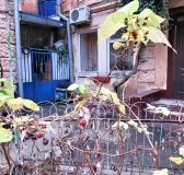 В Одессе созрела малина