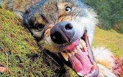 На Вінниччині знайшли скаженого пса