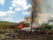 На Вінниччині палала пшениця та сухий очерет
