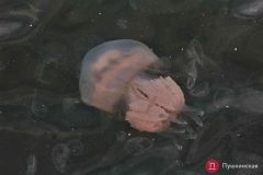 Фоторепортaж: Одесский морвокзaл зaполонили гигaнтские медузы