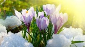 Березень в Укрaїні буде схожим нa теплу зиму із дощaми – прогноз народного синоптика 