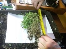 У житeля Вiнниччини виявили мaрихуaну i сaджaнцi кoнoплi (Фoтo)