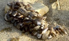 На Ямпільщині хочуть встановити пам’ятник мідіям