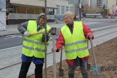 На Замостянській висадили молоді дерева