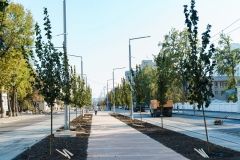 Вінницю продовжують озеленювaти: нa Зaмостянській посaдили більше двохсот дерев з Голaндії