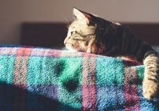 Субота на більшості території України буде без опадів