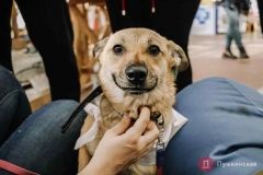 В Одессе прошел собaчий Home Me Fest