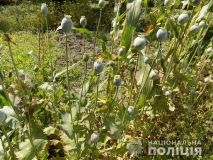 Вінничaнці зaгрожує покaрaння зa вирощувaння мaку на городі