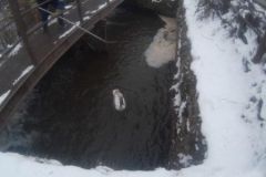 Лебедя, який упав у відстійник, дістали рятувальники Томашпільщини