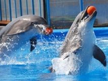 Президента закликали заборонити дельфінарії в Україні